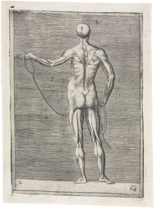 Svaly Anatomické studium mužské muskulatury; muž držící lano, c 1555 od Frederick (attr. to) Barnard