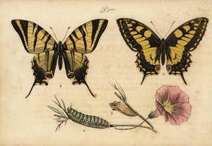 Starosvětská vlaštovka, Papillo machaon 1,2,3 a vzácná vlaštovka, Iphiclides podalirius 4 od John Pardon