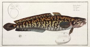 "The Burbot" od John Pardon