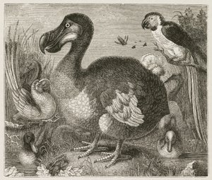 Dodo od Ferdinand Georg Waldmuller