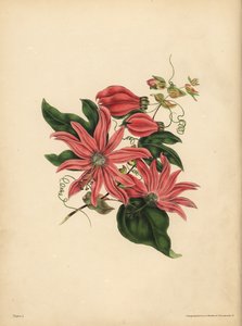 Mučenka hroznovitá, Passiflora racemosa, Náboženská pověra od John Pardon