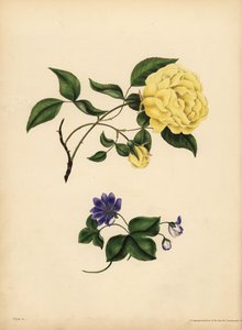 Sladce vonící čínská růže, Rosa chinensis, Nevěra; Modrá hepatica, hepatica nobilis, důvěra od John Pardon