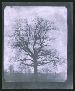 Strom v zimě, polovina 19. století od Frederick (attr. to) Barnard
