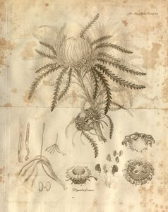 Toto je deska 3 ze svazku 10 Transaction of the Linnean Society of London, publikovaného v roce 1811. Zobrazená rostlina je Dryandra formosa (nyní Banksia formosa) od Various