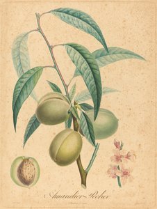Mandle - broskev od after A. Poiteau