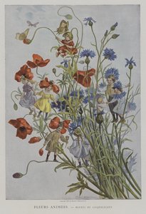Anime Fleurs. Bleuets et Coquelicots. (Animované květiny: chrpy a máky)