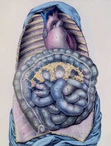 Anatomie tlustého střeva, z Manuela dAnatomie deskriptivní du Corps Humain od Julese Cloqueta (1790-1883), vyryto G. de Frey, 1825 od after Haincelin