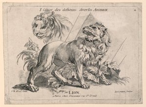 Studie lvů, deska 4 z "Cahier des Desseins Diverses Animalaux"