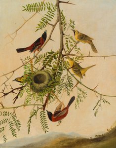 Orchard Oriole od after John James Audubon Joseph Bartholomew Kidd