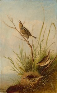 Pěnkava ostroocasá od after John James Audubon Joseph Bartholomew Kidd