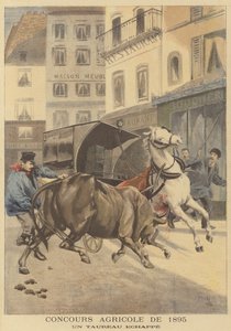 Zemědělská výstava z roku 1895. Býk na útěku