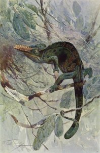Chameleon africký od after Wilhelm Kuhnert