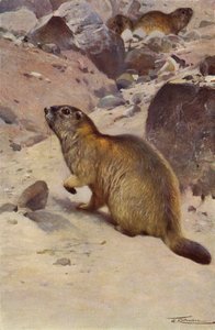 Svišť alpský od after Wilhelm Kuhnert