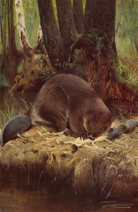 Bobr od after Wilhelm Kuhnert