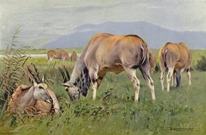 Eland od after Wilhelm Kuhnert