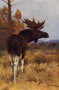 Los nebo los od after Wilhelm Kuhnert