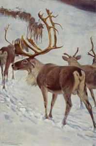 Skandinávský sob od after Wilhelm Kuhnert