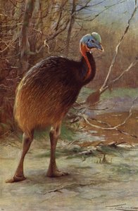 Cassowary single-wattled