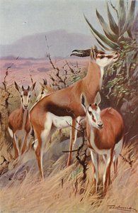 Springbok od after Wilhelm Kuhnert