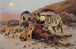 Hyena pruhovaná a Šakal od after Wilhelm Kuhnert
