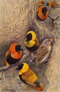 Weaver Ptáci