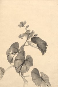 Pobočka Begonia v květu od attributed to Kono Bairei