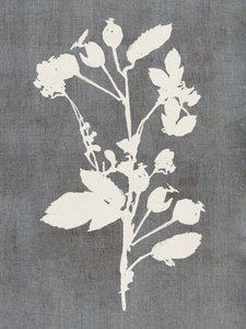 Botanická silueta růže od cartissi