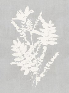 Studie botanické siluety od cartissi