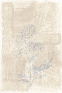 Vybledlá botanická kresba od cartissi