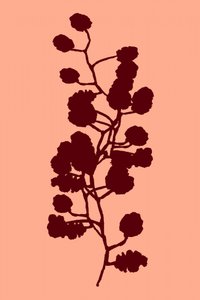 Botanická silueta broskve od cartissi