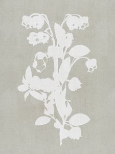 Bílé botanické květy od cartissi