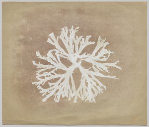 Řasy od circle of William Henry Fox Talbot