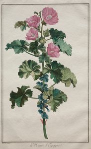 Sbírka dvaceti čtyř rostlin a květin: Sléz, po roce 1772. od de Seve
