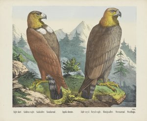 Aigle doré. / Zlatý orel. / Goldadler. / Goudarend. / Aquila dorato. / Aigle královský. / Orel královský. / Königsadler. / Steenarend. / Ossifrago (název na objektu) od firma Joseph Scholz