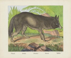 Chacal. / Šakal. / Schakal. / Sciacal. / Jakhals (název na objektu)