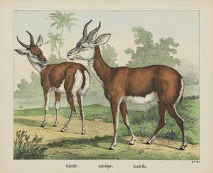 Gazela. / Antilopa. / Gazella (název na objektu)