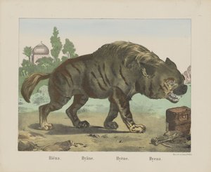 Hyena. / Hyena. / Hyena. / Hyena (titul na objektu) od firma Joseph Scholz