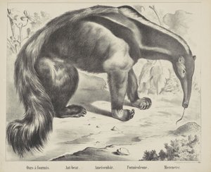 Naše à antmis. / Medvěd mravenec. / Medvěd mravenec. / Formicoleone. / Mořský jedlík (název na objektu)