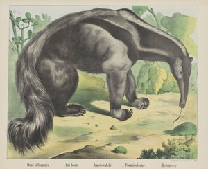 Naše à antmis. / Medvěd mravenec. / Medvěd mravenec. / Formicoleone. / Mořský jedlík (název na objektu)