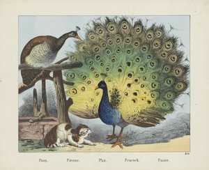 Paon. / Pavone. / Pfau. / Páv. / Paauw (název na objektu)