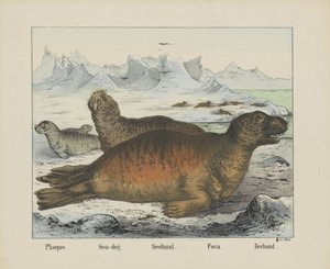 Phoque. / Mořský pes. / Seehund. / Foca. / Pečeť (titul na předmětu)
