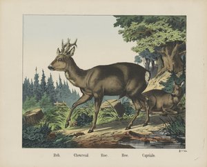 Reh. / Chevreuil. / Roe. / Ree. / Capriulo (název na objektu) od firma Joseph Scholz