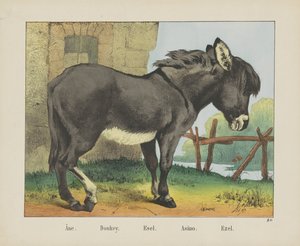 Âne. / Osel. / Esel. / Asino. / Ezel (název na objektu)
