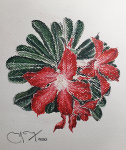 DESERT FLOWER od miguelmendez_art.ve