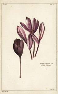 Podzimní krokus, luční šafrán nebo nahé dámy, Colchicum autumnale, Linn