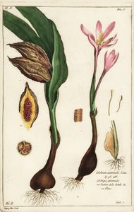 Podzimní krokus, luční šafrán nebo nahé dámy, Colchicum autumnale, Linn