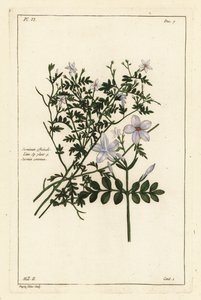Jasmín obecný, Jasminum officinale, Linn