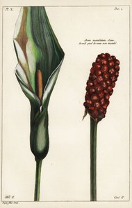 Kukačka-pint nebo divoký áron, květ a ovoce, Arum maculatum, Linn