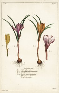 Různé druhy jarních krokusů, Crocus vernus, Linn