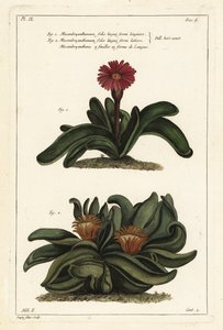 Rostlina Elkhorn, Rhombophyllum dolabriforme (měsíček fíkový, Mesembryanthemum dolabriforme)